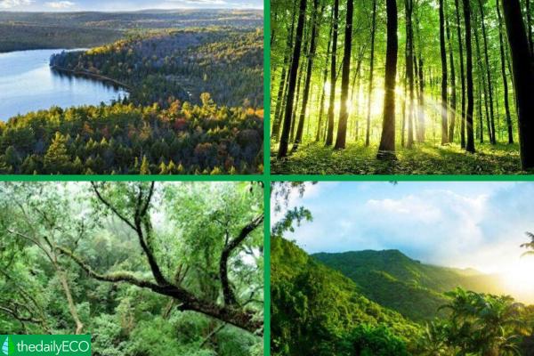 Different Types of Forests - Examples With Photos -