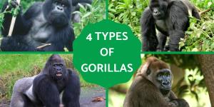Different Types of Gorillas