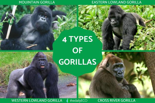 Different Types of Gorillas