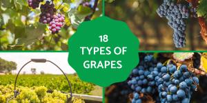 Different Types of Grapes for Eating and Drinking