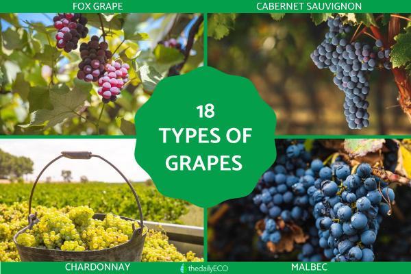 Different Types of Grapes for Eating and Drinking