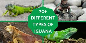 Different Types of Iguana