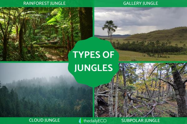 Different Types of Jungles - Examples With Photos