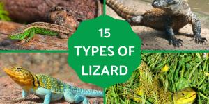 Different Types of Lizards