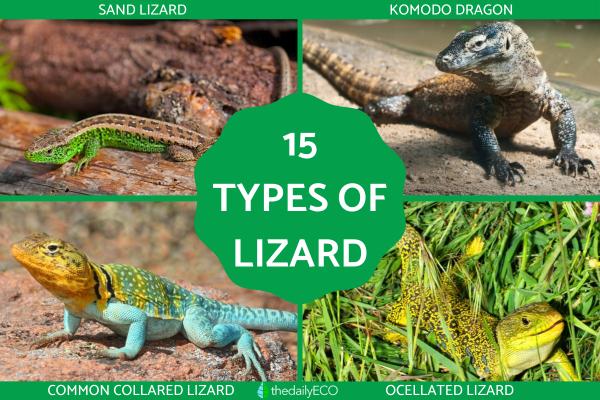 Different Types of Lizards