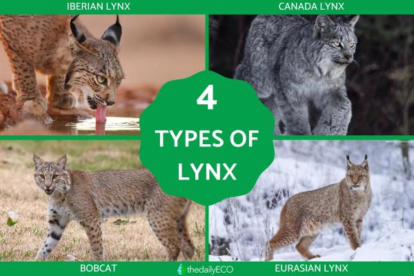 Different Types of Lynx Cat
