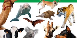 Different Types of Mammals