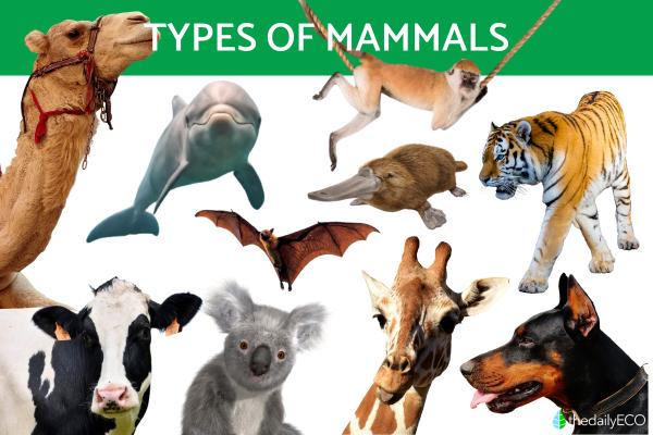 Different Types of Mammals