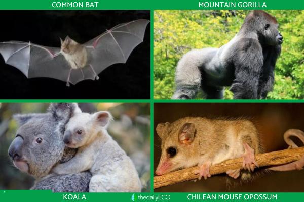 Different Types of Mammals -