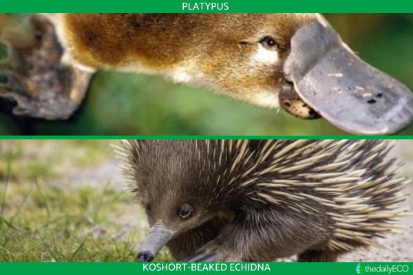 Different Types of Mammals -
