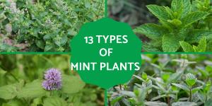 Different Types of Mint Plants
