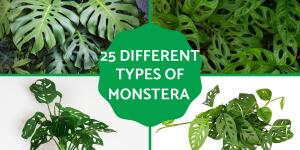 Different Types of Monstera Plants