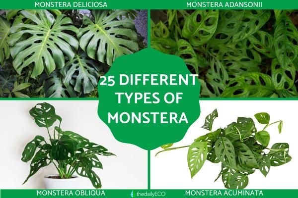 Different Types of Monstera Plants