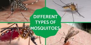 Different Types of Mosquitoes - Mosquito Species