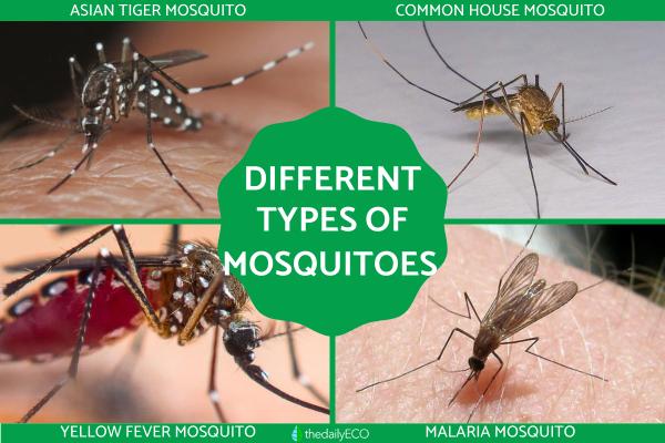 Different Types of Mosquitoes - Mosquito Species