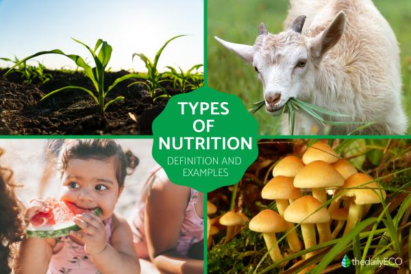 Different Types of Nutrition