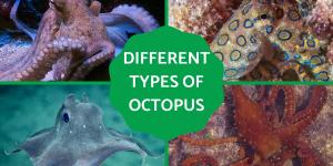 Different Types of Octopus Species
