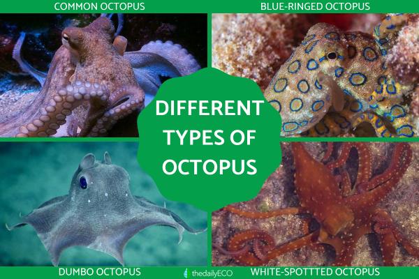 Different Types of Octopus Species