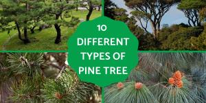 Different Types of Pine Trees