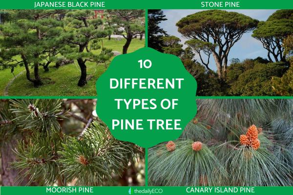 Different Types of Pine Trees