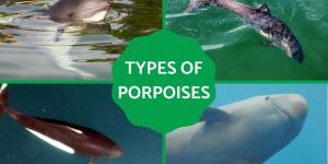 Different Types of Porpoises