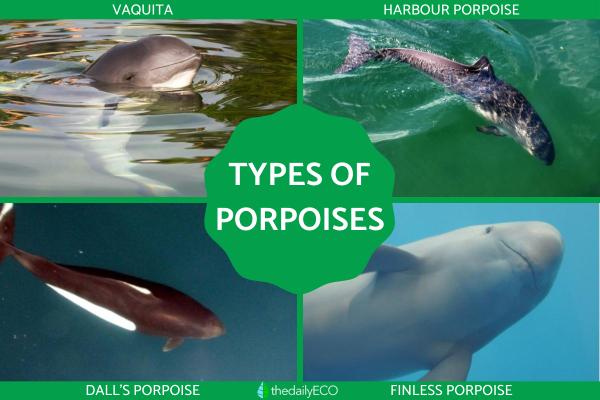 Different Types of Porpoises