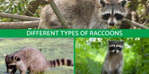 Different Types of Raccoons