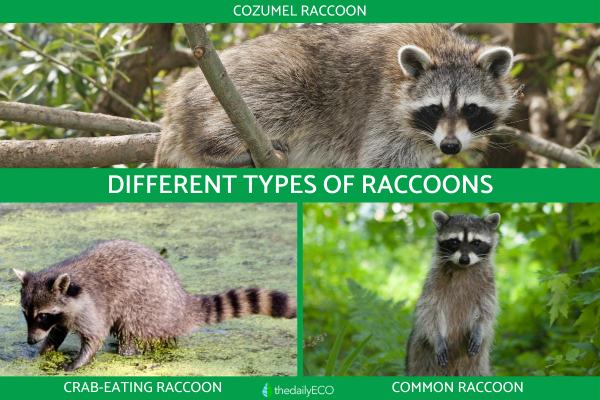 Different Types of Raccoons