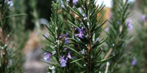 Different Types of Rosemary Plants