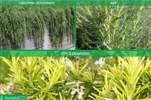 Different Types of Rosemary Plants -