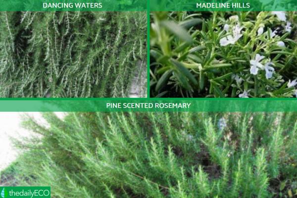 Different Types of Rosemary Plants -