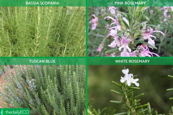 Different Types of Rosemary Plants -