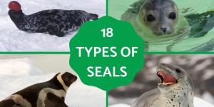 Different Types of Seals