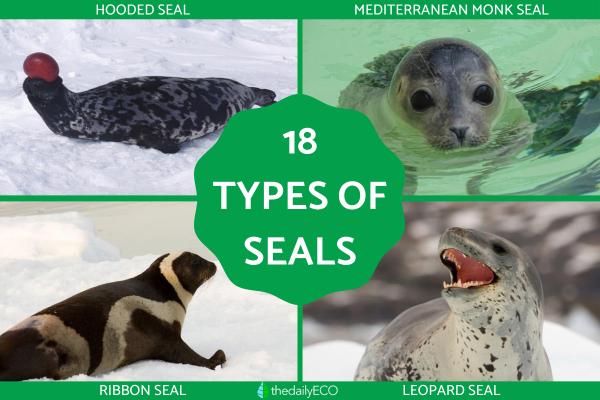 Different Types of Seals