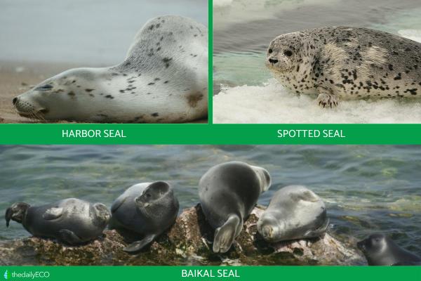 Different Types of Seals -