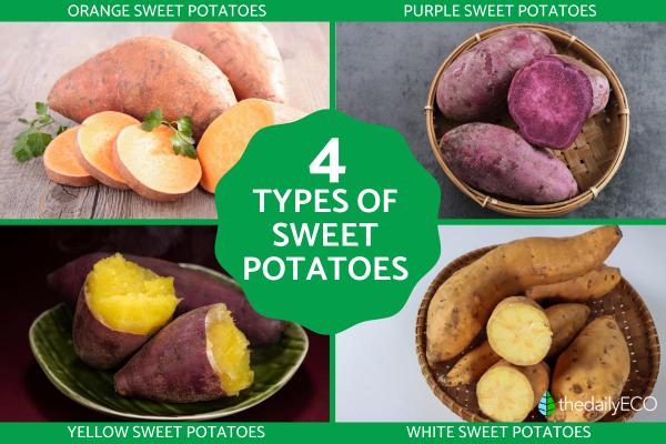 Different Types of Sweet Potato