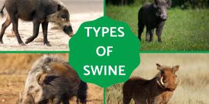 Different Types of Swine Species