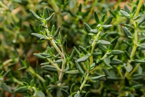 Caring for Different Types of Thyme Plants - Different types of thyme plants