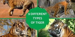 Different Types of Tigers - Living and Extinct Subspecies