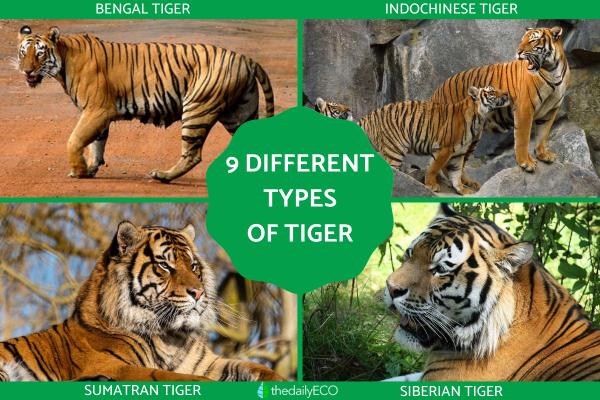 Different Types of Tigers - Living and Extinct Subspecies