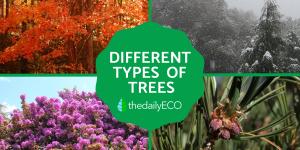 Different Types of Trees
