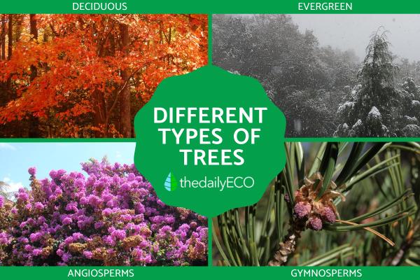 Different Types of Trees