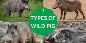 Different Types of Wild Pigs