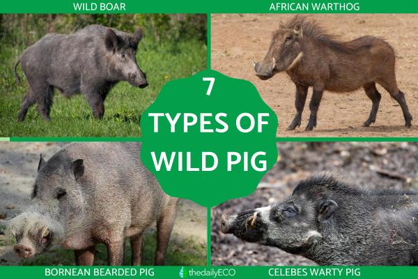 Different Types of Wild Pigs