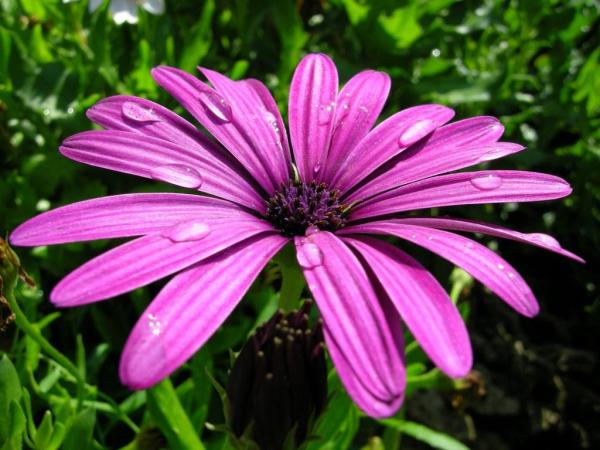 Purple Flowering Plants for Your Home or Garden - Dimorphoteca