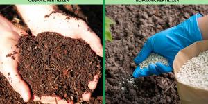 Disadvantages of Organic Fertilizers