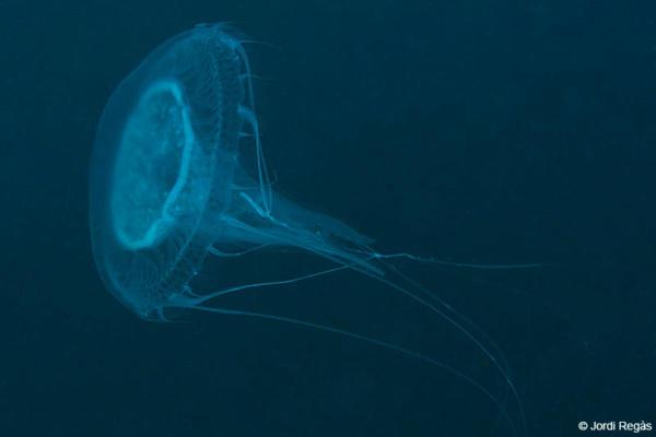 Types of Non-Stinging Jellyfish - Discomedusa lobata