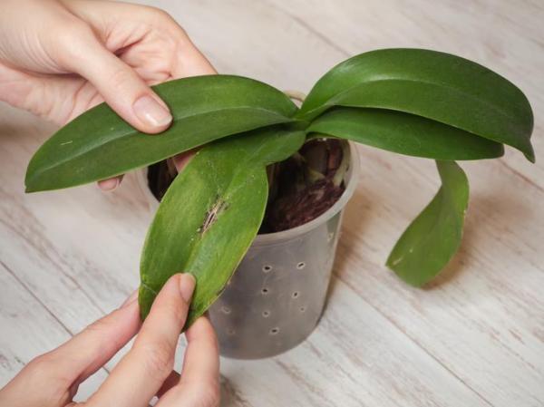 Why Are Your Orchid’s Leaves Turning Yellow? - Diseases