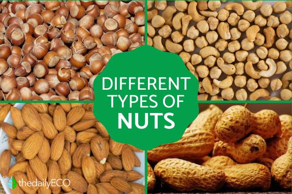 Diverse Types of Nuts and Their Nutritional Benefits