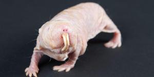 Do All Animals Feel Pain?